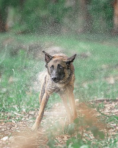 Pet Photography