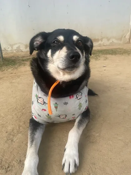 Meet Snoopy, a rescue who stayed with us for two months. She blossomed from a scared kiddo into a confident boss babe.