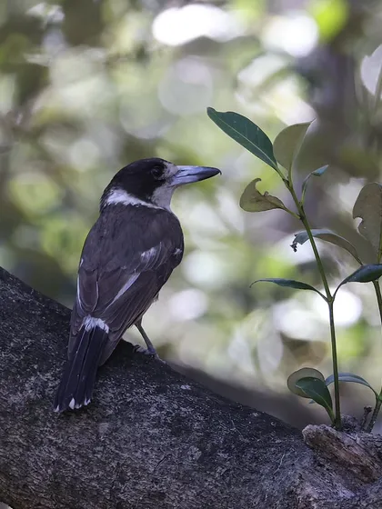 The Gray Butcherbird gets its name from its gruesome feeding habits. It impales its prey on a sharp twig or hangs it in a tree fork, much like a butcher, to tear it apart. I encountered this carnivorous bird in the mangrove forests of Sydney, Australia.