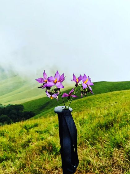 A beautiful close-up of purple wildflowers against the soft-focus background of the misty Nethravathi hills.