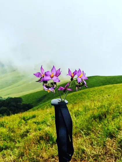 A beautiful shot of wildflowers held up against the backdrop of the green Nethravathi hills.