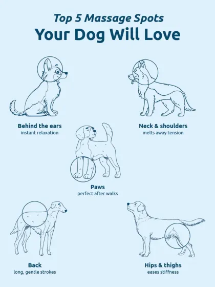 Every dog has their favorite massage spots. This guide shows the top five places they love, from behind the ears for instant relaxation to the hips and thighs to ease stiffness.