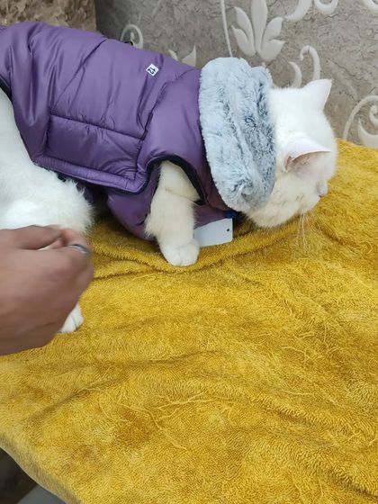 Here is another option from our winter line, a purple puffer vest with a soft, warm collar. We select apparel that is both functional and fashionable for your pet.