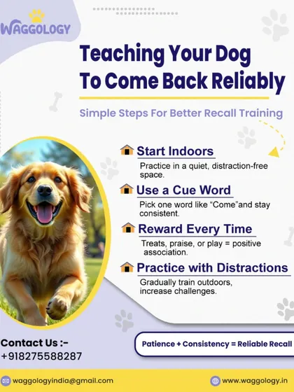 A reliable recall is crucial for your dog's safety. This infographic provides simple steps for teaching your dog to come back when called, starting indoors and gradually practicing with more distractions. Patience and consistency are everything.
