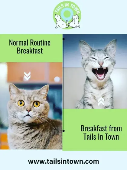 The difference a great breakfast makes. Our selection of nutritious cat food is designed to turn any morning into a happy one. Give your feline friend a meal they will truly love.