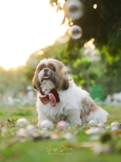 Sniff Stories - Pet & Family Photography The Soul of Your Pet photo 6