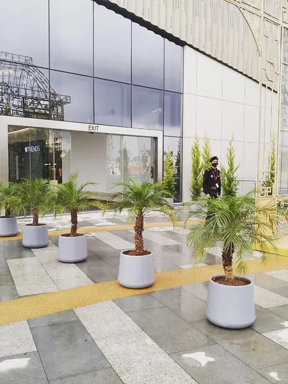 To create a grand and welcoming entrance for the Lulu Hypermarket, I lined the exterior walkway with large potted Phoenix palms. These statement plants immediately establish a sophisticated, natural mood for visitors as they arrive.