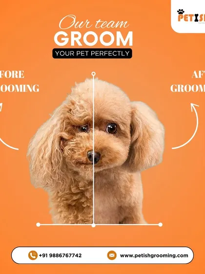 The proof is in the fluff! This before and after shows how I can transform a tangled coat into a perfectly styled, fresh look. My professional grooming makes all the difference.