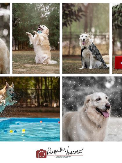 Pragalbh - Commercial Pet Photography Action & Lifestyle Photography photo 5