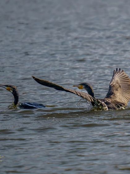 Two Great Cormorants swimming, one with its wings partially spread as it moves through the water.