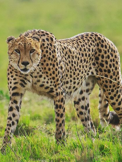 African Journeys: Savannahs, Jungles, and Great Apes photo 53