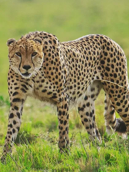 A cheetah gives a look that seems to say the meeting has gone on too long. I often look for these anthropomorphic moments to create a relatable connection between the viewer and the animal.