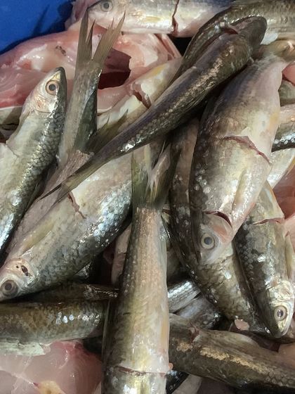 These are the fresh water fish I use to make my Pongsen style dish.