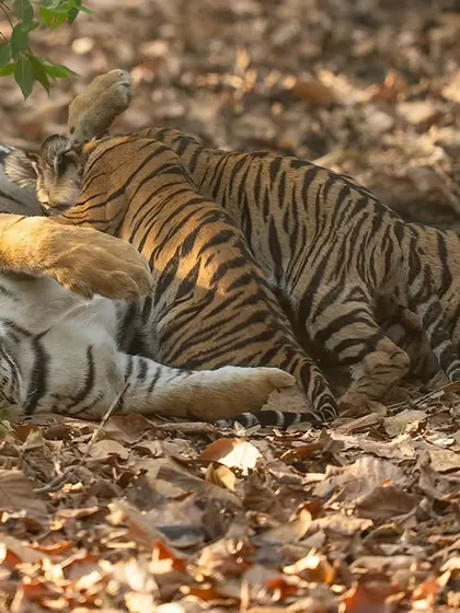 A close-up of the nursing tiger cubs, an intimate and heartwarming scene.