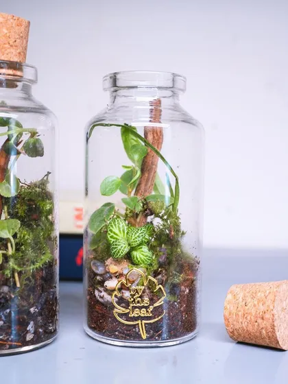 A closer look at one of the cork bottle terrariums, with its lid off. You can see the tiny fittonia plant and the layers of soil and pebbles.