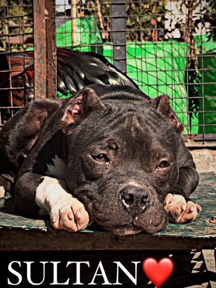 A quiet moment of rest for Sultan. He's enjoying the sunshine on his platform, showing his relaxed and content nature.