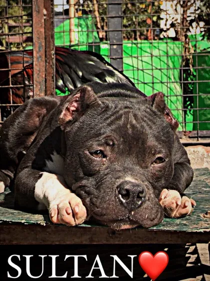 A quiet moment of rest for Sultan. He's enjoying the sunshine on his platform, showing his relaxed and content nature.