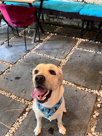 A happy Labrador sitting patiently, waiting for his next adventure at the cafe.