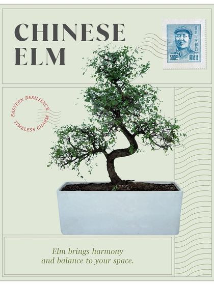 With timeless charm from East Asia, the Chinese Elm bonsai brings harmony and balance. It's a living sculpture that embodies the principles of patience and resilience.