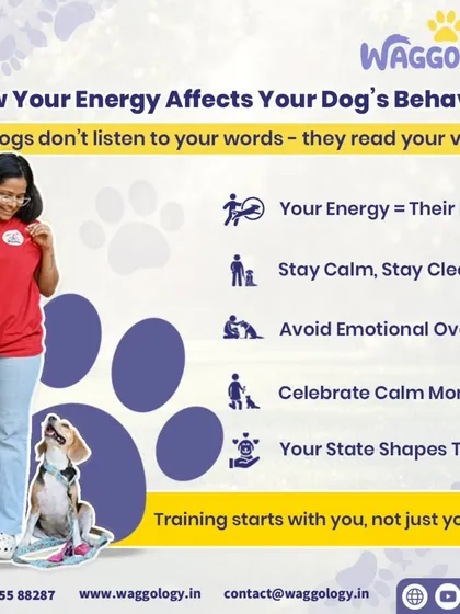 This infographic explains a core part of my philosophy: your energy directly affects your dog's behavior. I teach pet parents how to be a calm and clear leader, which is the foundation for a trusting relationship and effective training.