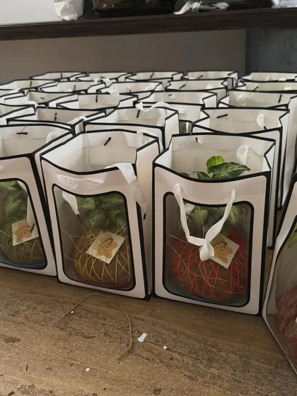 Preparing a large corporate order of plant gifts. Each plant is placed in a custom gift bag with a window, making it a beautiful and professional present for employees or clients.