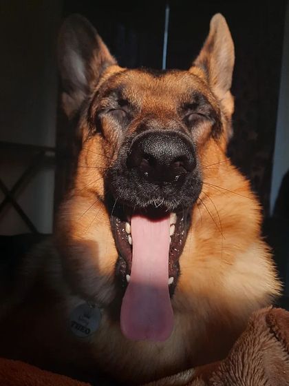 A collection of portraits of my handsome, goofy, and majestic German Shepherd, Theo. He is my constant inspiration and the heart of my work.