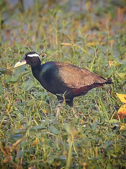 A Bronze-winged Jacana, a common resident bird of India. Jacanas are known for their extremely long toes, which allow them to walk on floating vegetation.