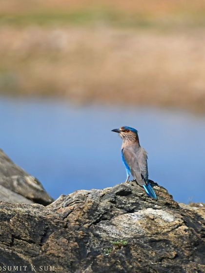 An Indian Roller perched on a rock at Odhani Dam, Bihar. Its mix of dull brown and electric blue is a classic sight in the Indian countryside.