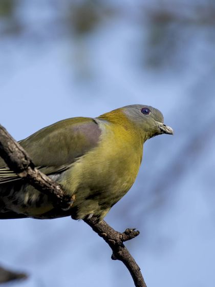 A close-up of the Yellow-footed Green Pigeon, showing its subtle colors.