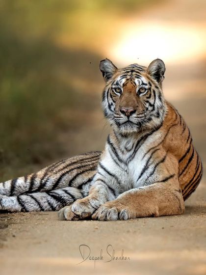 A soul-watcher. Langdi's gaze is powerful and direct. In this close-up, you can feel her presence and the history she carries. She is a true symbol of the wild's tenacity.
