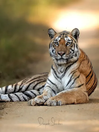 A moment of rest with the tigress Langdi in Pench. Even in repose, her power is palpable. Her eyes seem to watch your soul, a testament to the intelligence and spirit of these incredible animals.