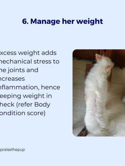 Managing a dog's weight is critical for their joint health. Excess weight adds mechanical stress and increases inflammation, so I always monitor a dog's body condition to keep them at a healthy weight.