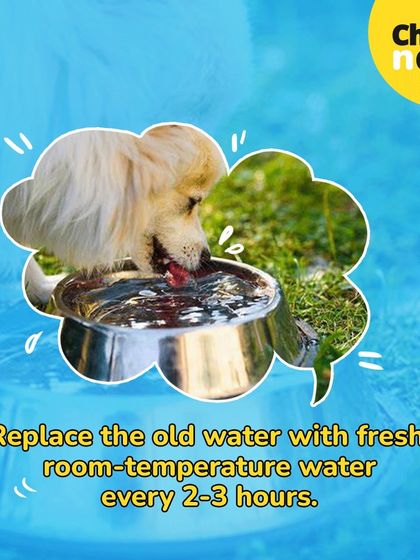 Proper hydration is key for a healthy coat. Always provide fresh, room-temperature water for your pet.