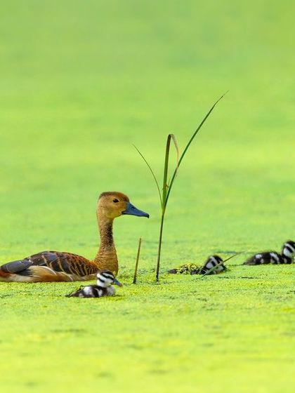 A heartwarming series of a Lesser Whistling Duck mother with her numerous tiny ducklings in a moss-covered pond in Bandipur. These images capture the vulnerability and charm of new life in the wild.