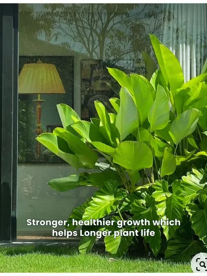With our maintenance, plants show stronger, healthier growth which contributes to a longer plant life. Look at the vibrant green of this well cared for plant.
