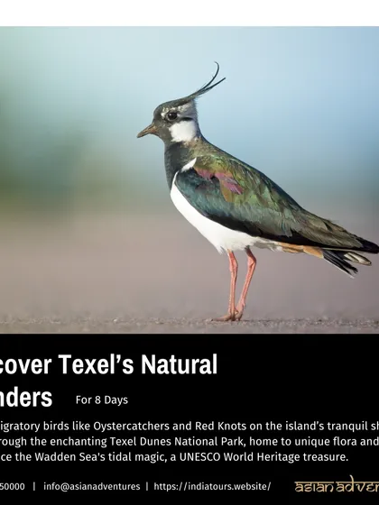 The Northern Lapwing, with its wispy crest, is one of the many migratory birds you can see on our tour to Texel island in the Netherlands. This tour explores the unique tidal magic of the Wadden Sea.