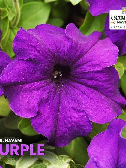 For the final day of Navratri, we celebrate with the majestic purple of the Petunia grandiflora. Its trumpet-shaped blooms attract pollinators and symbolize creativity.
