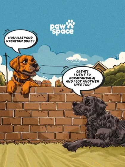 PawSpace - Pet Taxi & Relocation Adventures Ahead: Nationwide Pet Relocation photo 5