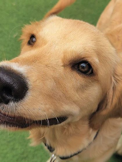 Becky's Bow Wow House - Dog Boarding (Overnight & Long-Term) Pawsitive Vibes: Our Happy Guests photo 7