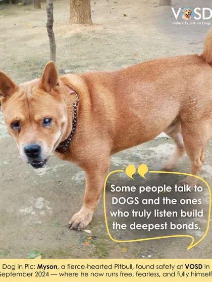 Myson, a fierce-hearted Pitbull, found safety at VOSD in September 2024. Here, he runs free, fearless, and is finally able to be fully himself.