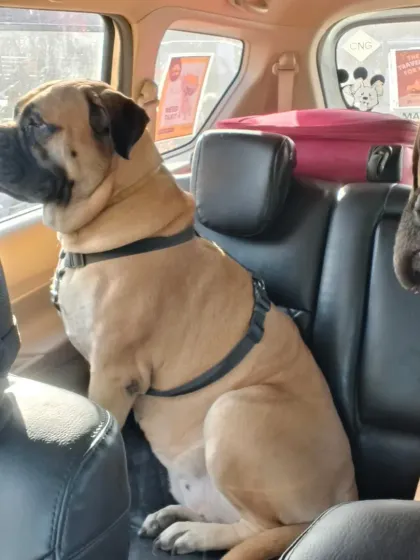 These two gentle giants, Zella and Zoro, traveled with me from the railway station to Gurgaon. My SUV has enough space for multiple large dogs to travel together comfortably.