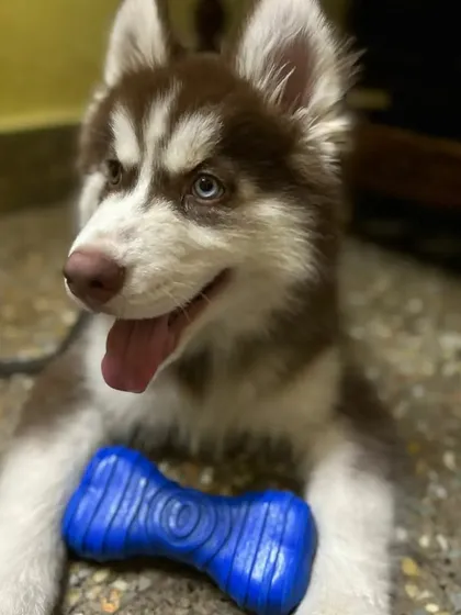 Meet one of my happy guests, a beautiful Siberian Husky puppy, relaxing indoors with a chew toy. I provide plenty of toys and enrichment to keep dogs engaged and content throughout their stay, ensuring they are never bored.