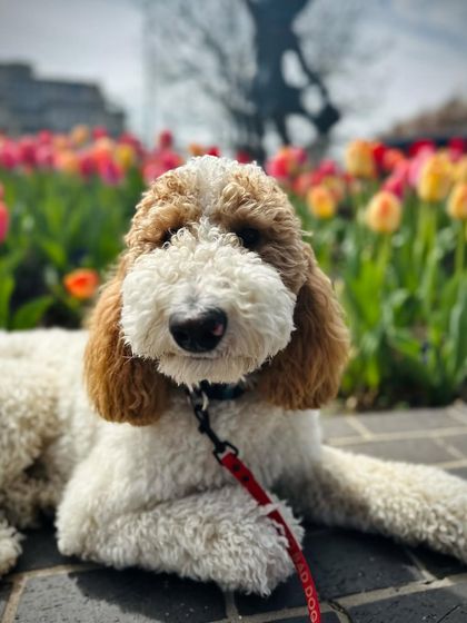Tulsa Dog Trainer - Immersive Board & Train Programs Board & Train Graduates photo 117