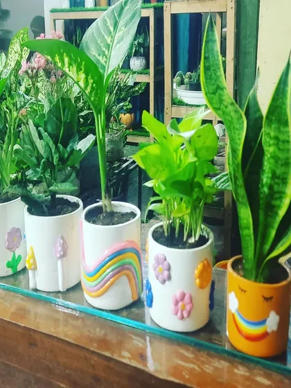 A colorful lineup of air-purifying plants like Dieffenbachia, Money Plant, and Snake Plant in my custom-designed decorative pots. Healthy plants and beautiful pots, all in one place.