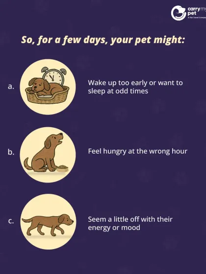 CarryMyPet - Pet Travel & Parenting Consultation Your Pet Travel Questions, Answered photo 24