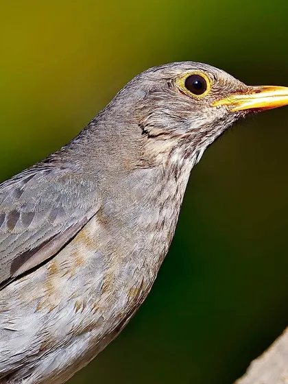 A close portrait of a female Tickell's Thrush. The image captures the soft, uniform grey of her plumage and the gentle expression in her eye.