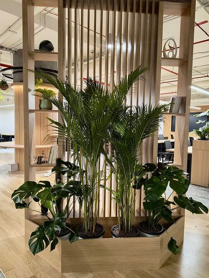 This custom wooden planter is built into a shelving unit, creating a seamless integration of furniture and nature. It's filled with Areca Palms and Monsteras, which thrive in the bright, indirect light of the office.