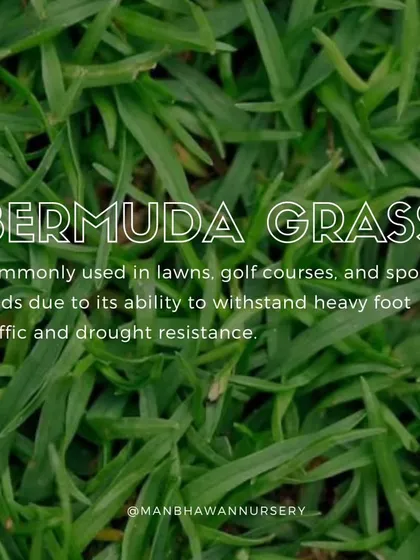We also offer Bermuda Grass, which is commonly used in lawns, golf courses, and sports fields due to its ability to withstand heavy foot traffic and its excellent drought resistance.