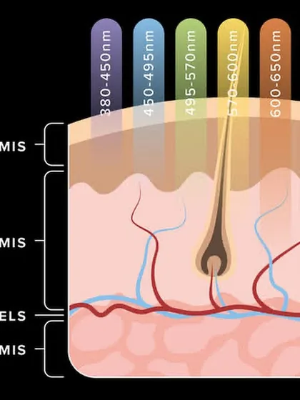 An illustration showing how different wavelengths of LED light penetrate the skin. This science-backed therapy allows us to target issues at different depths, from the epidermis down to the dermis.