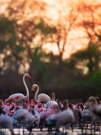 A pair of Greater Flamingos stand out against the soft light of a sunset. This shot captures a moment of connection between the two birds amidst their large flock.
